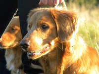 Goliath (2)